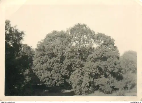 Landscape with trees photo 1939