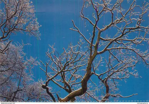 A5282 Scottish Wildlife Trust Dutch elm disease tree detail aspect