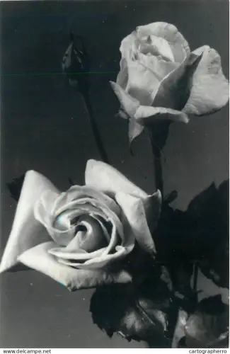 A5788 Romania greetings postcard Coop. Consum Osorhei roses flowers 1970