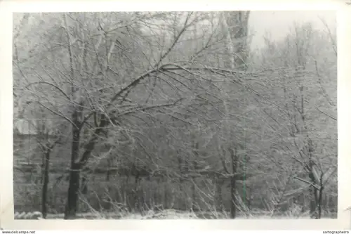 A5787 Trees scenery photo 9 x 14 cm