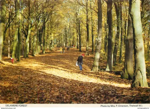 A5281 England Delamere Forest autumn colours