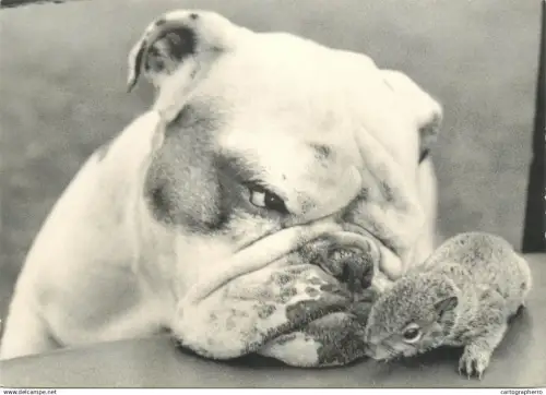 Photo John Drysdale - Bulldog Watch