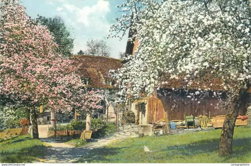 A5270 Springtime blossom trees farmhouse detail aspect illustration