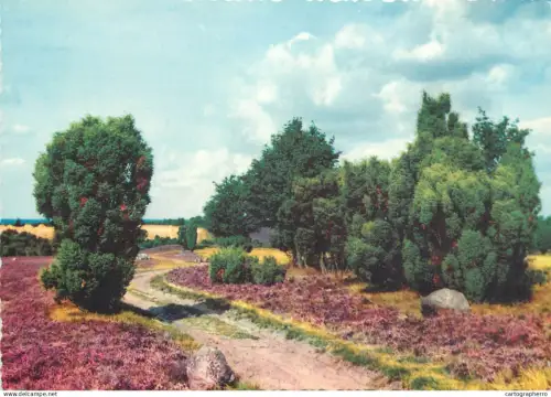 A5318 Lavender flower field place to identify