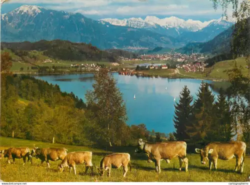 A5315 Germany Buhl u. Immenstadt / Allgau Berge Walder Strandbad Wasserport cow herd