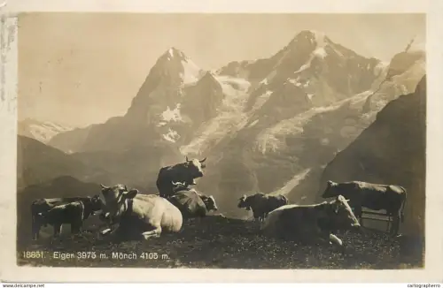 A5330 Switzerland Eiger and Monch cows on mountain pasture