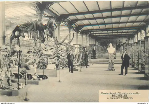 A5848 Bruxelles musee royal d`histoire naturelle salle des vertebres
