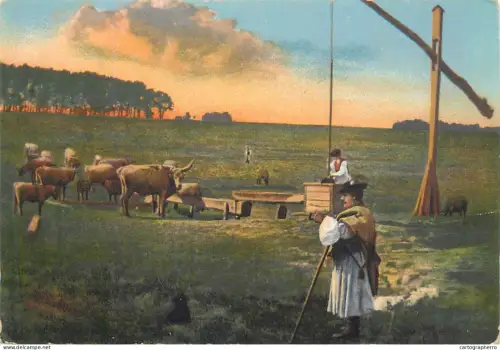 A5865 Hortobagy types cows cattle