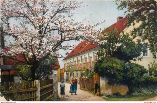 A5335 Rural scenery types and scenes springtime blossom tree illustration