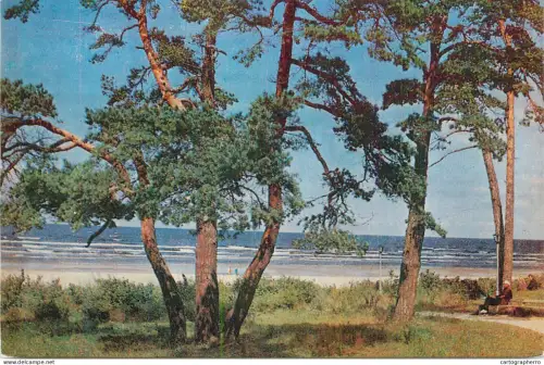 A5342 Latvia Jurmala dune pines