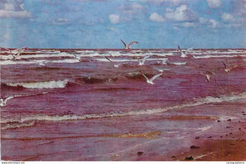 A5342 Latvia Jurmala seagulls on the beach