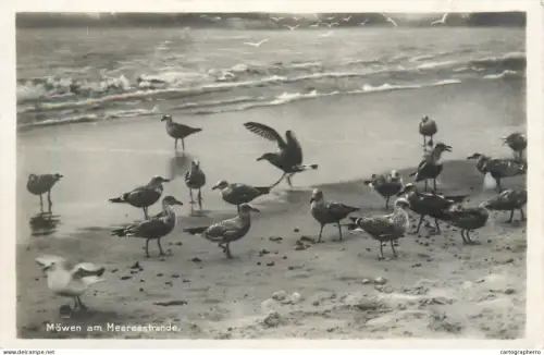 A5344 Animals bird types seagulls on the beach