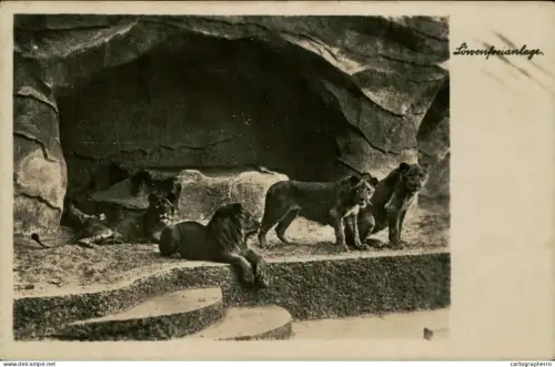 A5875 Lions zoo Halle