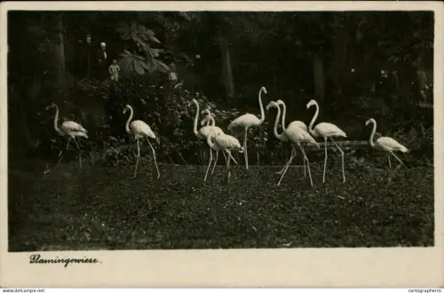 A5875 Flamingo zoo Halle