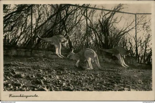 A5875 Kangaroo zoo Halle