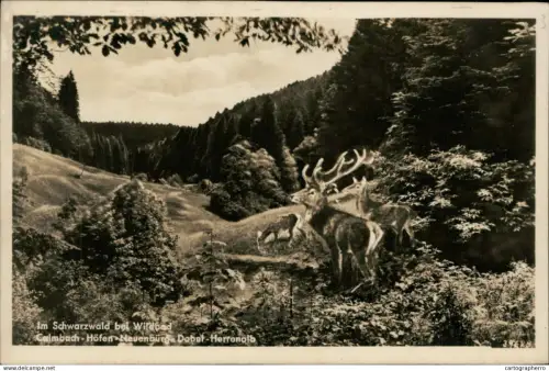 A5875 Deer Schwarzwald
