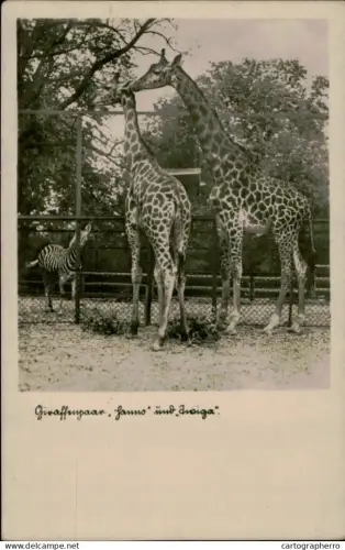 A5875 Animals > Giraffes zoo garten der Stadt Halle