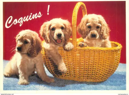 A5375 Cute puppies in basket