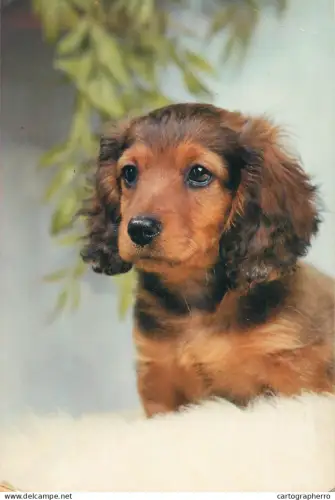 A5375 Dachsund dog bree dpuppy