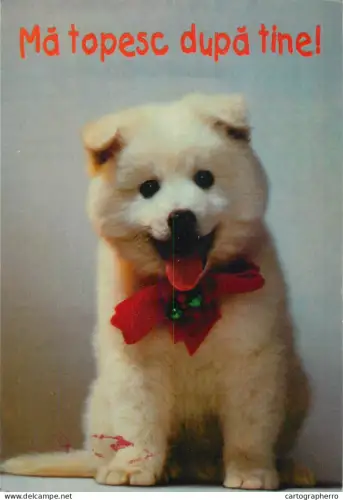 A5375 Akita Inu puppy with bow