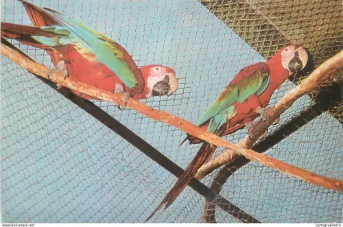 A5375 Parrot Ara (Ara Chloroptera)