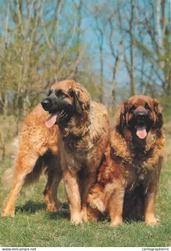 A5375 Leonbeerger dog breed