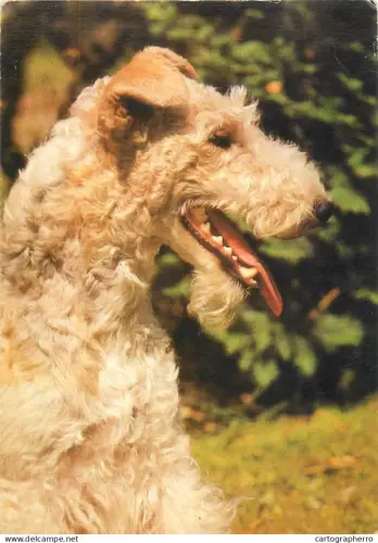 A5375 Drahtarthaarfox terrier