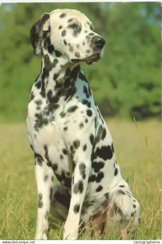A5375 Dalmatian dog breed