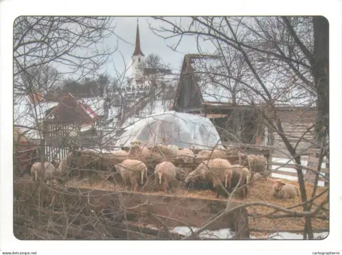 A5374 Sheep rural scenery winter time