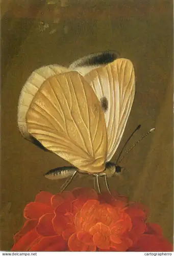 A5374 Butterfly Papillon