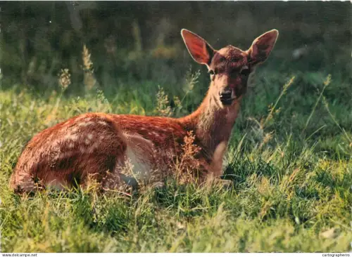 A5374 Deer wildlife photo