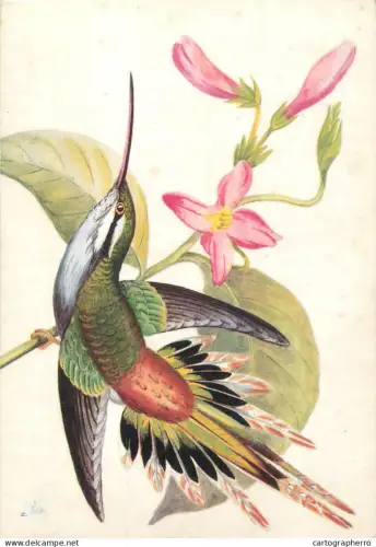A5374 Colibri bird