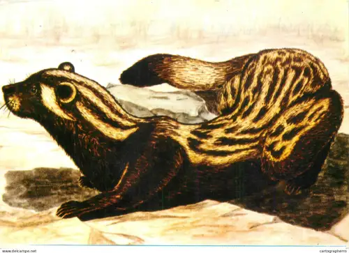 A5374 Spotted Ferret Vormela Peregusna Cuxina