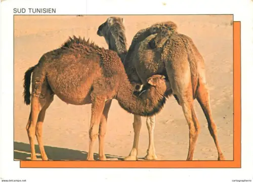 A5373 Sud Tunisien camels mother feeding baby