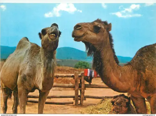 A5373 Spain Canary Islands camels animal types
