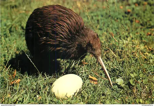 A5373 New Zealand kiwi and egg