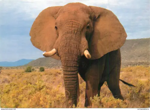 A5373 France Les Mathes Zoo de la Palmyre Elephant