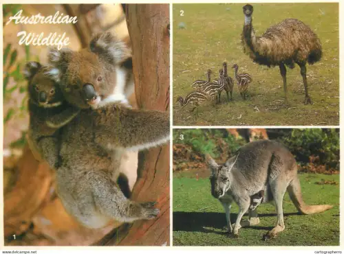 A5373 Australian wildlife multi view koalas, kangaroo, emu