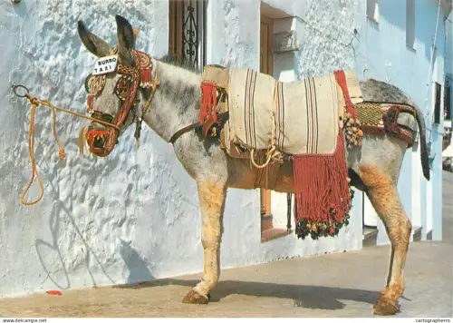 A5373 Spain typical donkey-taxi