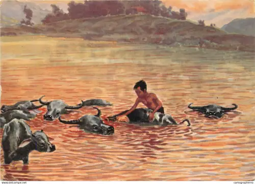 A5373 Evening bath of the waterbuffaloes illustration