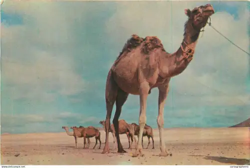 A5373 Spain Canary Islands - camels