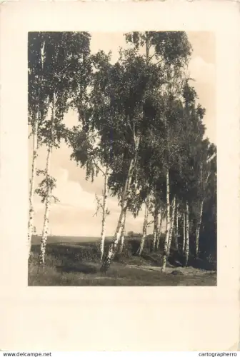 A5372 Countryside area trees place to identify