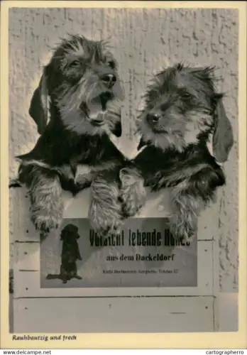 A5919 Rauhbautzig und frech