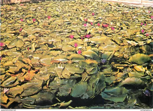 A5358 Romania Oradea Baile Felix Lacul cu lotus