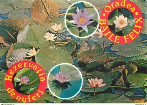 A5358 Romania Oradea Baile Felix Rezervatia de nuferi