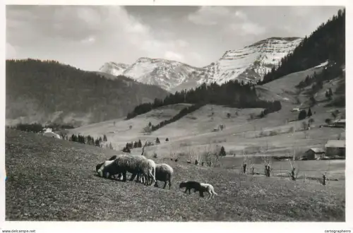 A5345 Germany In der Au bei Steibis Hochgrat und Rindalphorn sheep