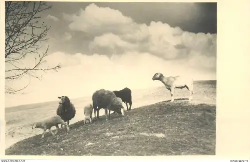 A5345 Sheep
