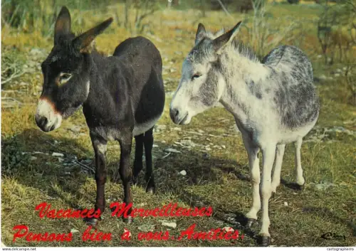 A5392 Funny animals donkeys