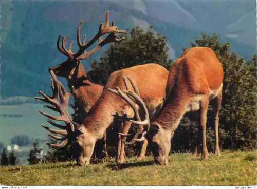 A5392 Wildpark Mautern stags photo