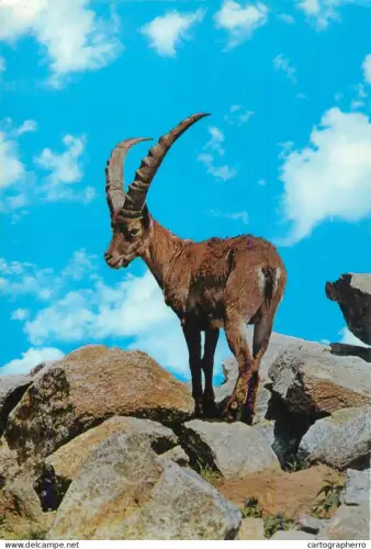 A5392 Austria Muhltal Altenfelden Steinbock mountain wildlife